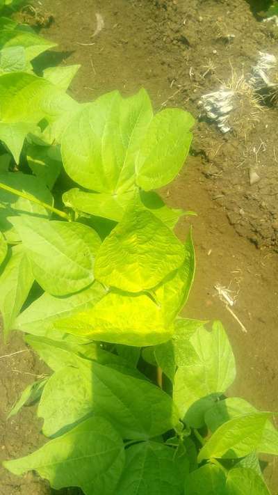 Nitrogen Deficiency - Bean