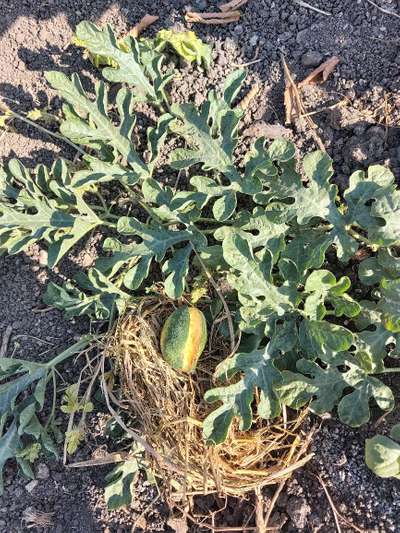 Fruit Cracking - Melon