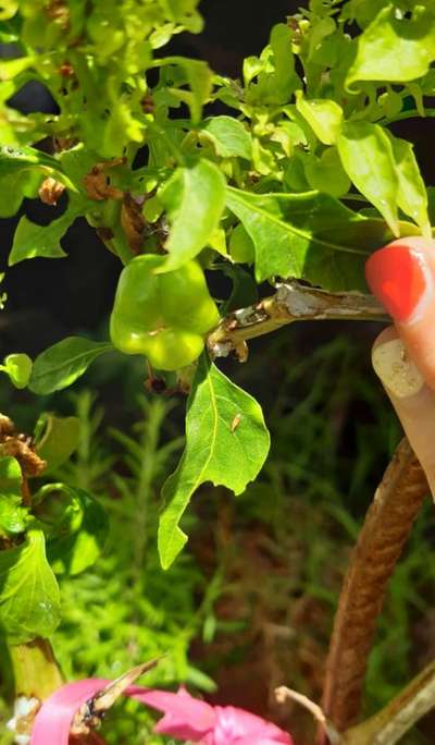 Podredumbre del tallo por Sclerotinia - Capsicum y chile