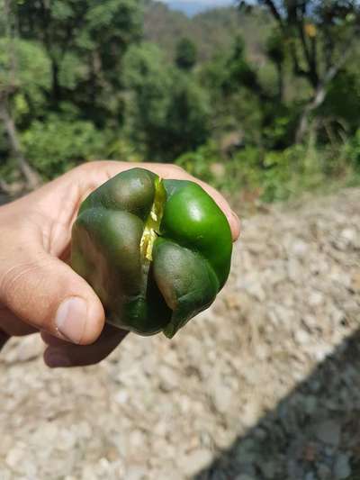 Blossom End Rot - Capsicum & Chilli