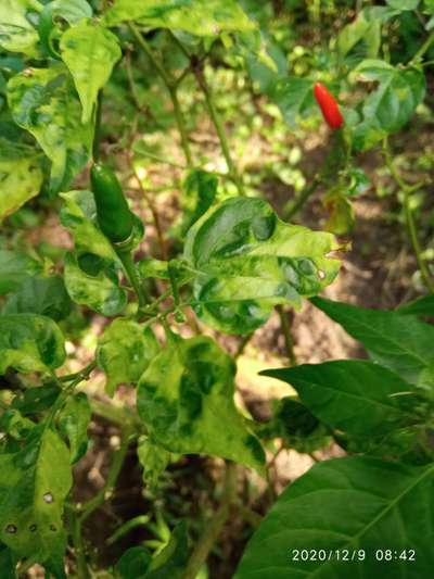 Cucumber Mosaic Virus of Pepper - Capsicum & Chilli