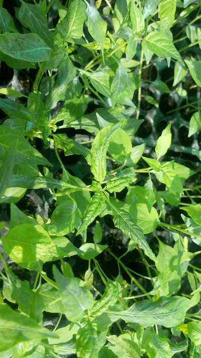 Broad Mite - Capsicum & Chilli