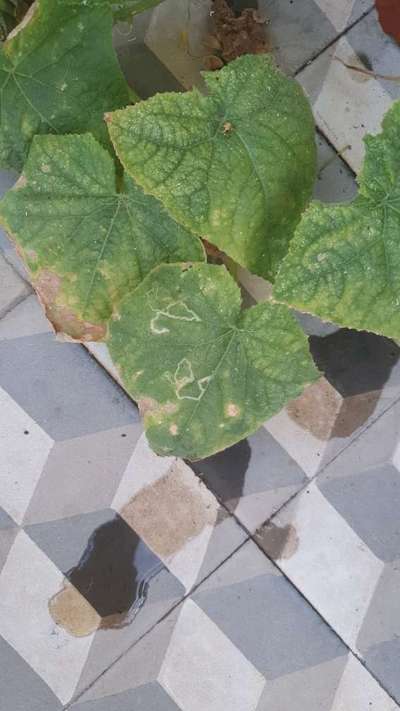 Leaf Miner Flies - Cucumber