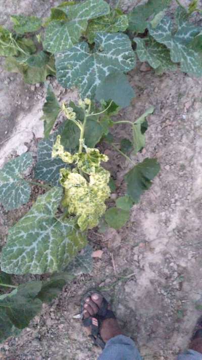 Cucumber Mosaic Virus - Pumpkin