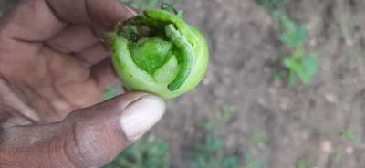 Helicoverpa Caterpillar - Tomato