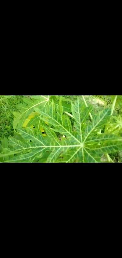 ছাতরা পোকা - পেঁপে