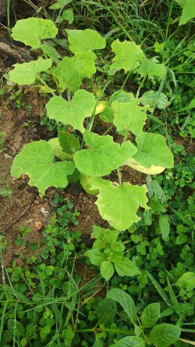 Tobacco Caterpillar - Pumpkin