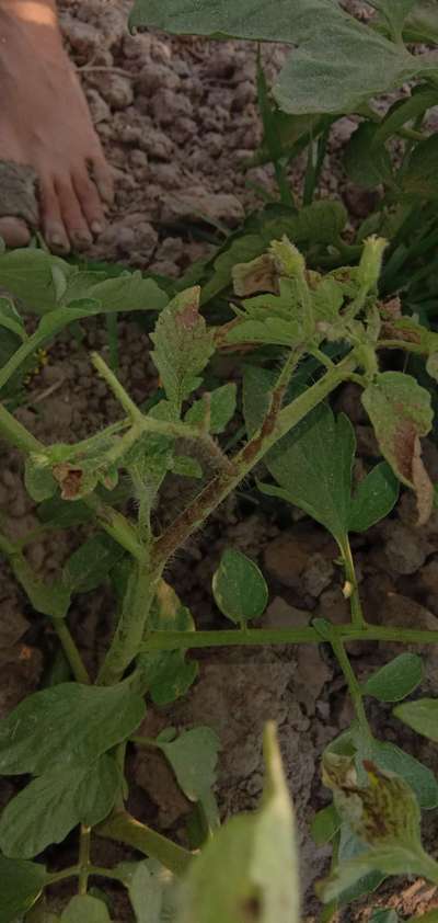 Potassium Deficiency - Tomato