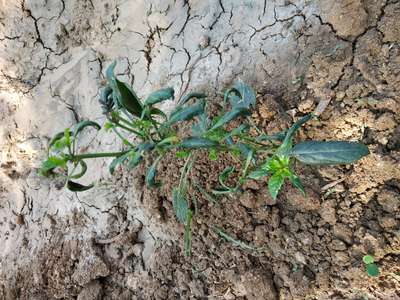 Brown Mite - కాప్సికమ్ మరియు మిరప