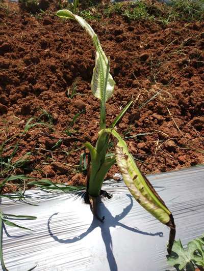 Calcium Deficiency - Banana