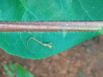 பருத்திக்காய்ச் செம்புழு - பருத்தி
