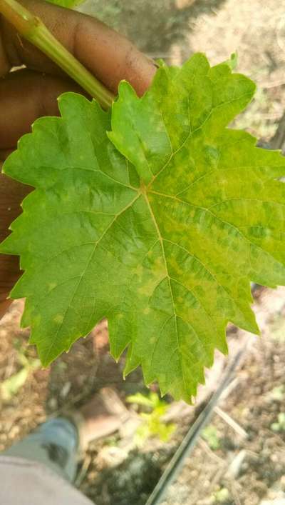 Downy Mildew of Grape - Grape