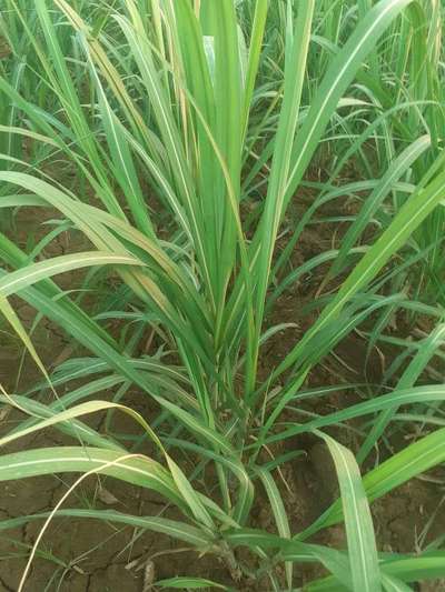 Magnesium Deficiency - Sugarcane