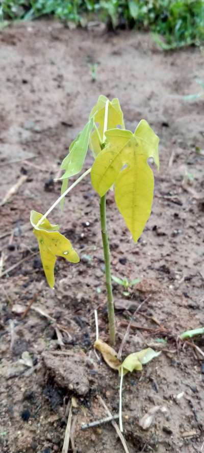 फाइटोफ्थोरा शीर्ष तथा जड़ों की सड़न - पपीता