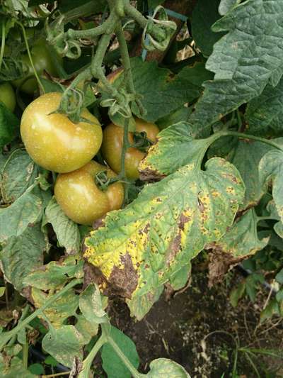 Septoria Leaf Spot - Tomato