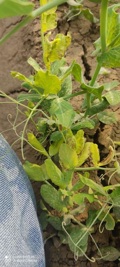 Leaf Miner Flies - Pea