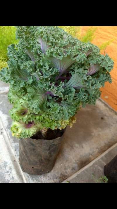 Botrytis Blight in Lettuce - Lettuce