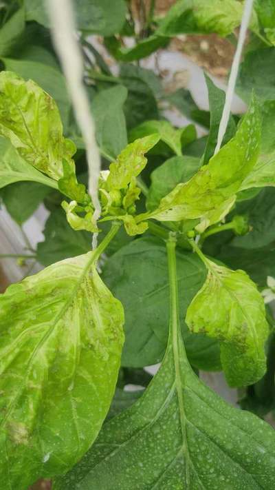 Pesticide Burn - Capsicum & Chilli