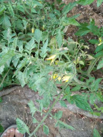 Black Citrus Aphid - Tomato