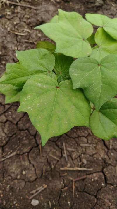 Nitrogen Deficiency - Cotton