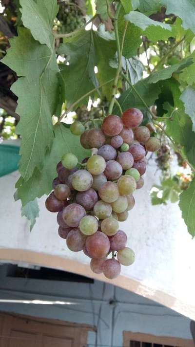 Powdery Mildew of Grape - Grape