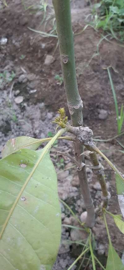 Anthracnose of Papaya and Mango - Mango