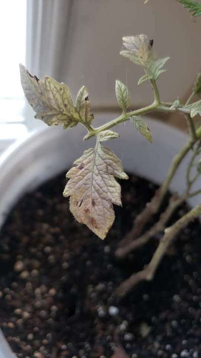 Nitrogen Deficiency - Tomato