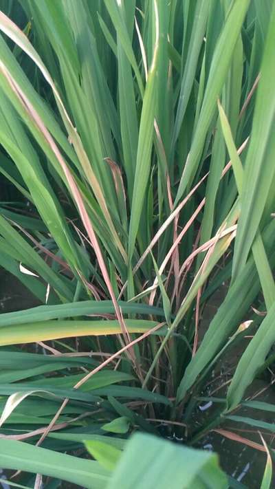 Bacterial Blight of Rice - Rice