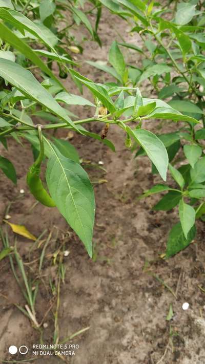 Helicoverpa Caterpillar - Capsicum & Chilli