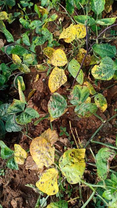 Cercospora Leaf Spot of Legumes - Black & Green Gram