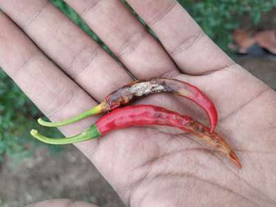 Anthracnose of Pepper - Capsicum & Chilli