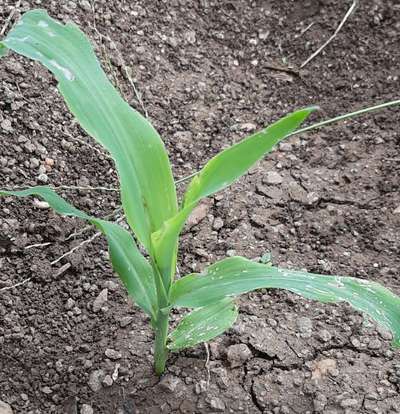 Bean Leaf Webber - Maize