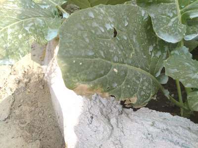 Potassium Deficiency - Cabbage