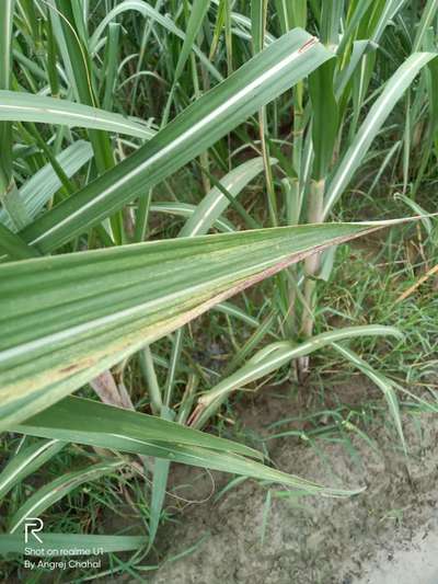 Potassium Deficiency - Sugarcane