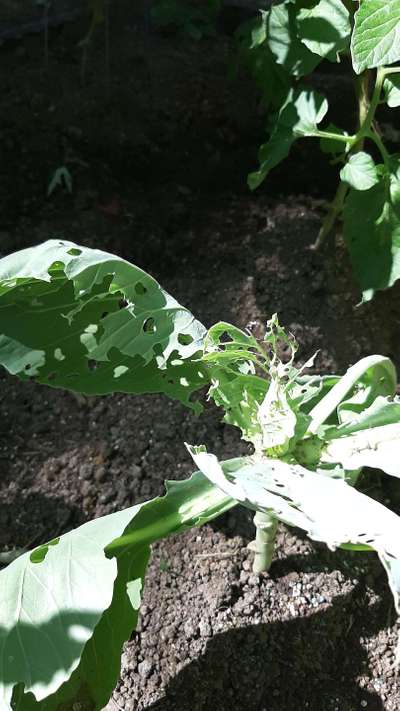 Cabbage White Butterfly - Cabbage