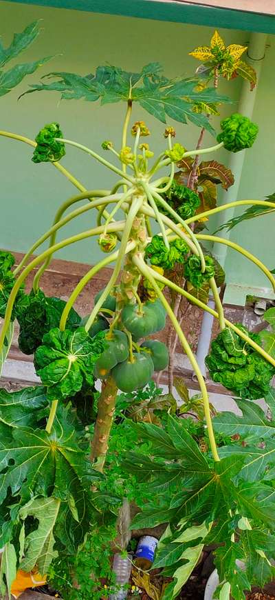 Papaya Leaf Curl Virus - Papaya