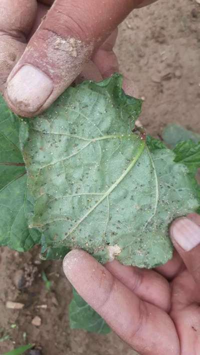 Aphids - Okra