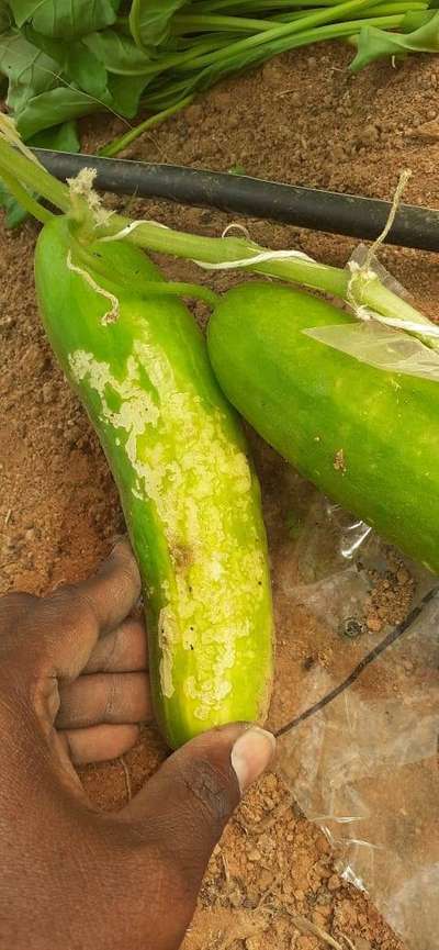 Leaf Miner Flies - Cucumber