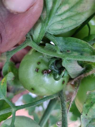 Bacterial Spot and Speck of Tomato - Tomato