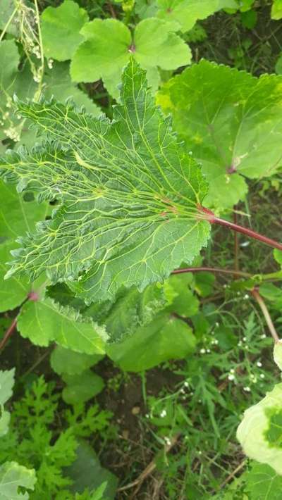 Herbicide Growth Damage - Okra