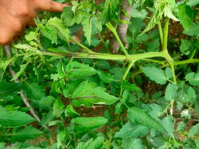 Tomato Late Blight - Tomato