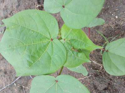 Spider Mites - Cotton