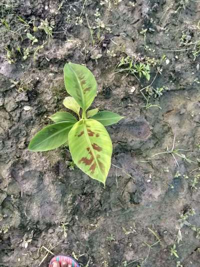 Zinc Deficiency - Banana