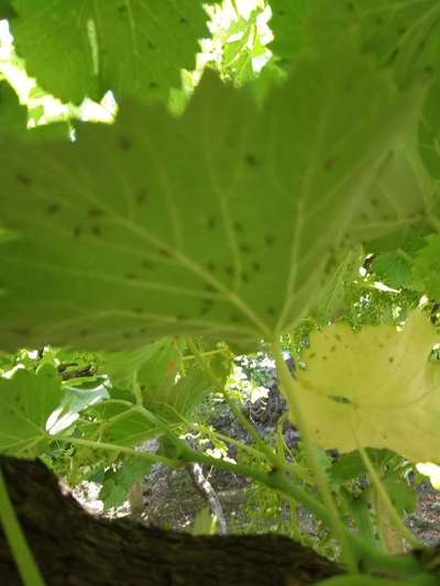 Black Citrus Aphid - Grape