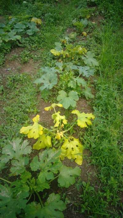 Nitrogen Deficiency - Zucchini