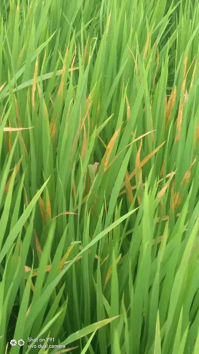 Iron Toxicity in Rice - Rice