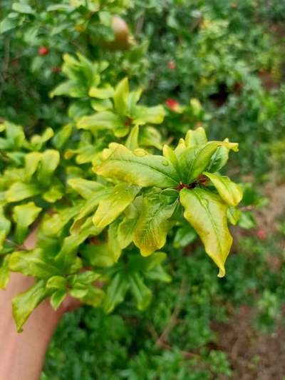 Spider Mites - Pomegranate