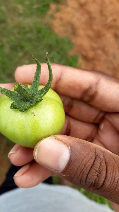 Helicoverpa Caterpillar - Tomato