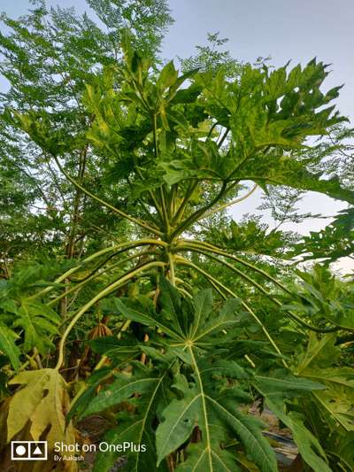 Papaya Leaf Curl Virus - Papaya