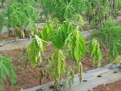 Root and Foot Rot - Papaya